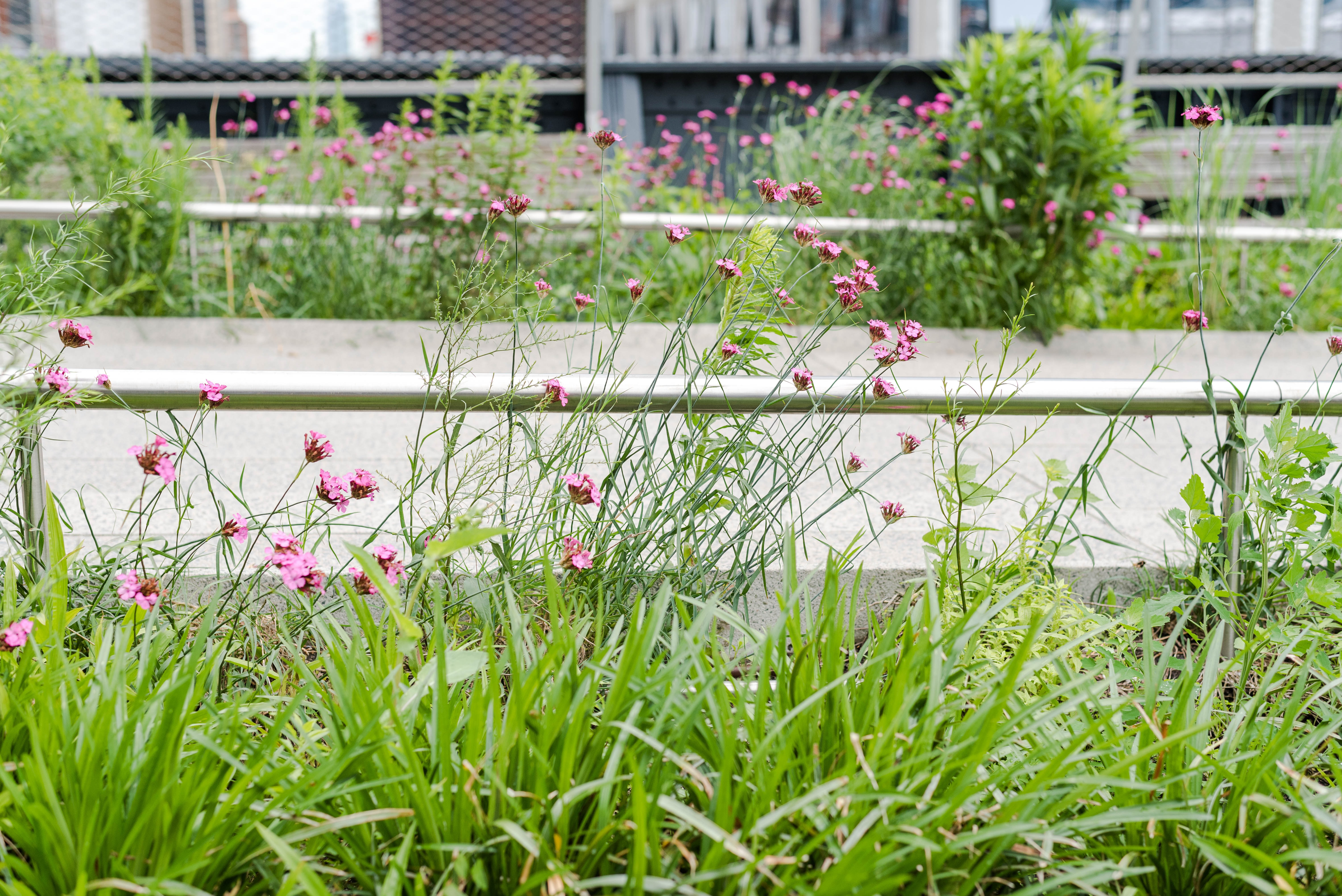 Foto fra High Line Park New York City