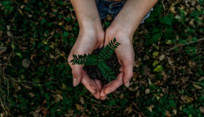 Foto af hænder med plante